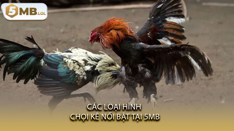 Các loại hình chọi kê nổi bật tại 5MB
