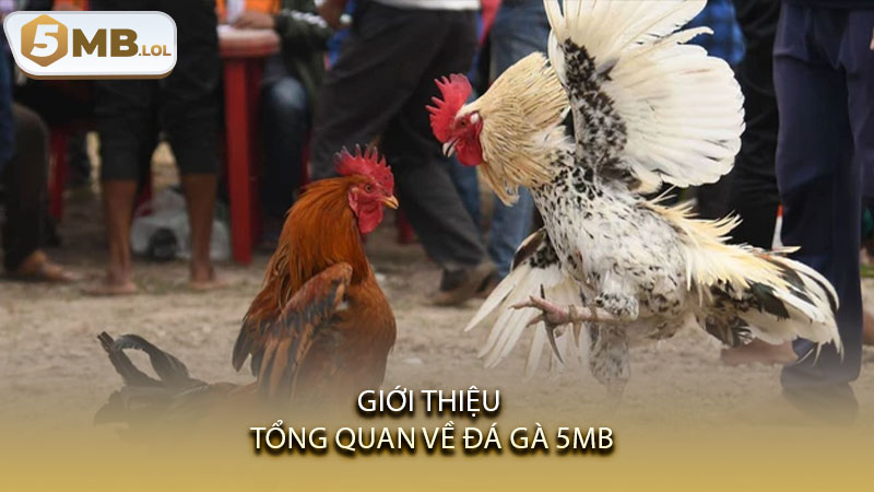 Giới thiệu tổng quan về đá gà 5MB