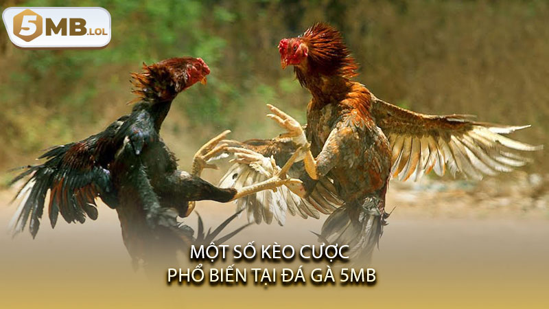 Một số kèo cược phổ biến tại đá gà 5MB